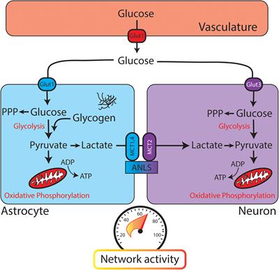 Dysregulated Glucose Metabolism as a Therapeutic Target to Reduce Post-traumatic Epilepsy